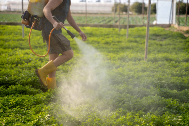 Best Ant Control Services  in Hialeah Gardens, FL