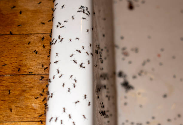 Reliable Hialeah Gardens, FL Pest Control Solutions